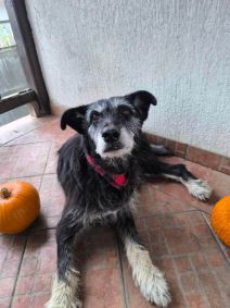 Udomljavanje napuštenih životinja (3).jpg