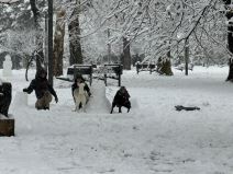 Sneg na Tašmajdanu (3).jpg