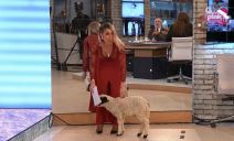 Jovana Jeremić uvela jagnje u studio (2).jpg