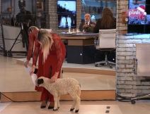 Jovana Jeremić uvela jagnje u studio (4).jpg