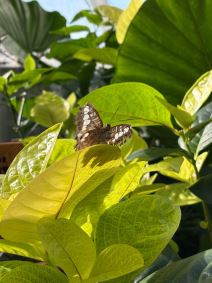 Tropski vrt leptira (5).jpg