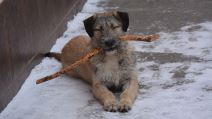 Pas drži štap u ustima na snegu