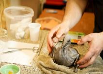 Prvi pelikan rođen posle tri decenije u Beo zoo vrtu (2).jpg