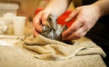 Prvi pelikan rođen posle tri decenije u Beo zoo vrtu (3).jpg