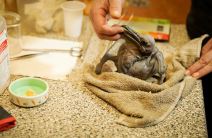 Prvi pelikan rođen posle tri decenije u Beo zoo vrtu (4).jpg