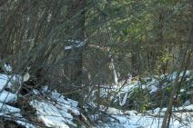 Mesto na kome je ubijen Živko Bakić (9).jpg