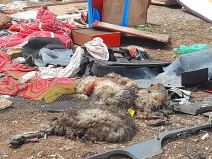 17694305251745403735OTPAD-RINA copy.jpg