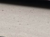 Izboden taksista u Novom Sadu