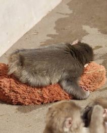 majmun Panč (2).jpg