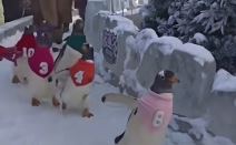 Olimpijada sa pingvinima