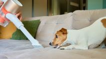 Usisivač i pas na krevetu