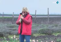 Hildino polje lala u Svetozaru Miletiću