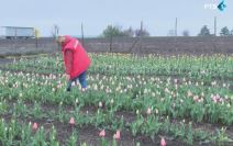 Hildino polje lala u Svetozaru Miletiću