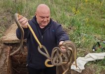 Vladica Stanković izvukao šest smukova iz šahte (2).jpg