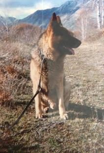 Vučjak Lister (4).jpg