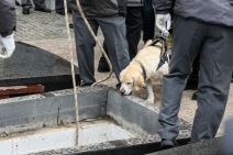 Pas Duška Vujoševića Žuta dovedena na njegovu sahranu na Novom groblju