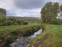 Veliki ljubičasti trčuljak (4).jpg