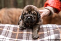 pas, tibetanski mastif