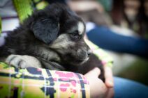 pas, tibetanski mastif