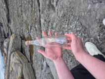 Boca sa porukom na plaži