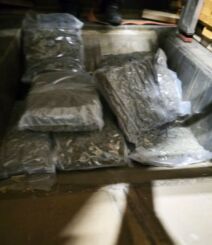 Zaplenjena marihuana (4).jpg