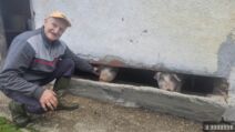 Neobično prase bez ušiju pod Maljenom 1.jpg