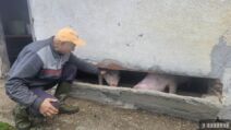 Neobično prase bez ušiju pod Maljenom 4.jpg