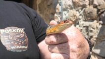 Dok je pekao rakiju Slobodanu opasni gmizavac došao iznad glave (2).jpg