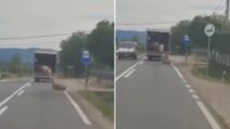 Vše ovaca ispalo iz kamiona