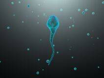 spermatozoid.jpg