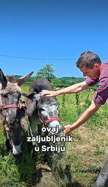 Švajcarac u Srbiji (4).png