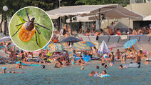 plaža krpelji