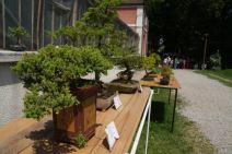 Bonsai - istočnjačka umetnost u Beogradu