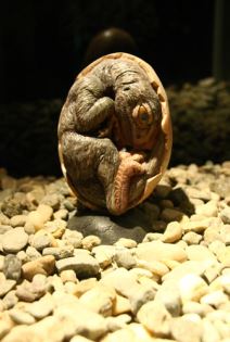 Džinovi Patagonije u Beogradu