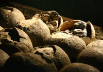 Džinovi Patagonije u Beogradu