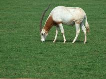 Sofija Loren provela 15 dana sa Titom, zbog nje uradio nešto što nije ni za ženu