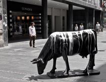 I Beograd dobio svoje krave