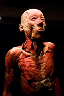 Šta se krije u ljudskom telu