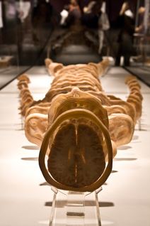 Šta se krije u ljudskom telu