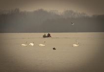Labudovo jezero na Dunavu