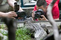 Slonica Tvigi iz Beo zoo vrta napunila 50 godina