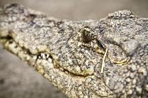 Slonica Tvigi iz Beo zoo vrta napunila 50 godina