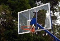 Košarkaški tereni su uglavnom prazni, postavlja se pitanje kakva je budućnost srpske košarke.