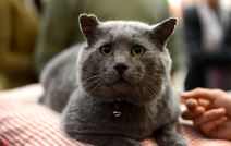 Muzika za mačke, životinje