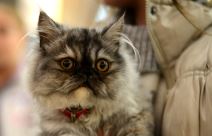 Zanimljivosti o mačkama, Svetski dan mačaka