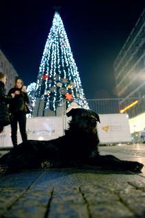 Novogodišnja jelka visoka petnaest metara na Trgu Republike u Beogradu