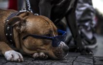 Psi nose naočare za sunce.