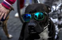 Psi nose naočare za sunce.