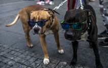 Psi nose naočare za sunce.