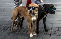 Najbolje MONDO fotografije za 2015.